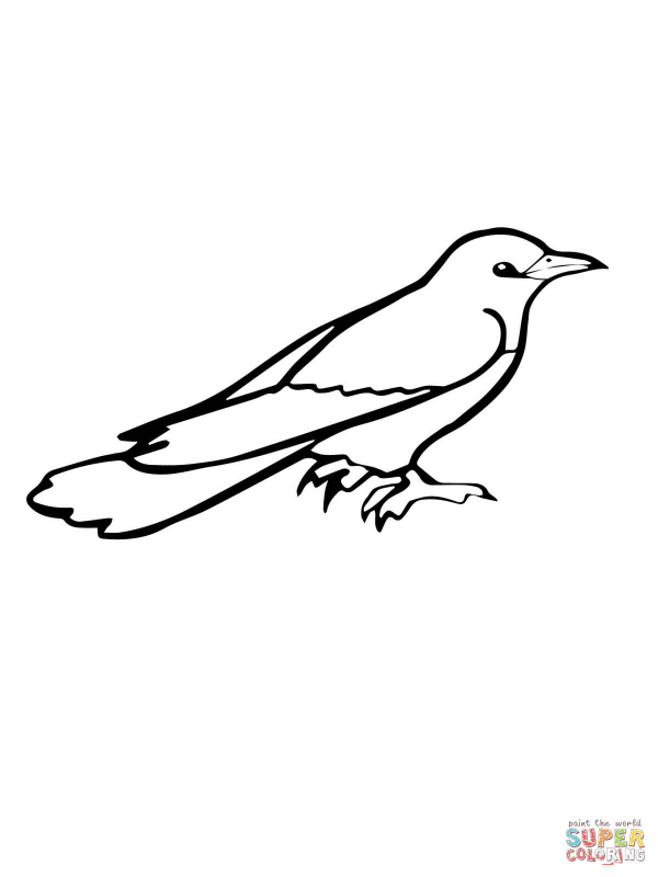 koyal bird drawing