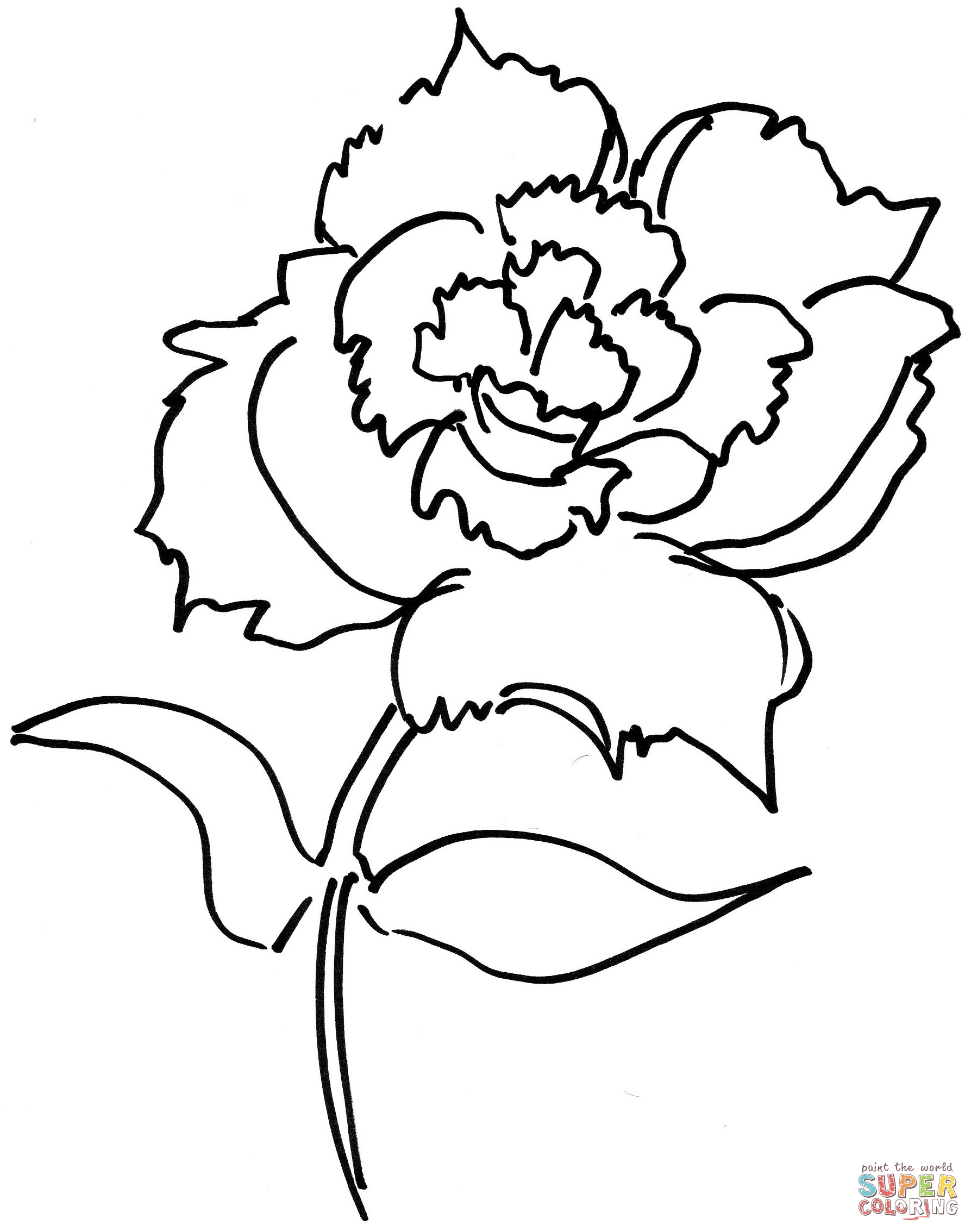 Dianthus Flower – Enlightening